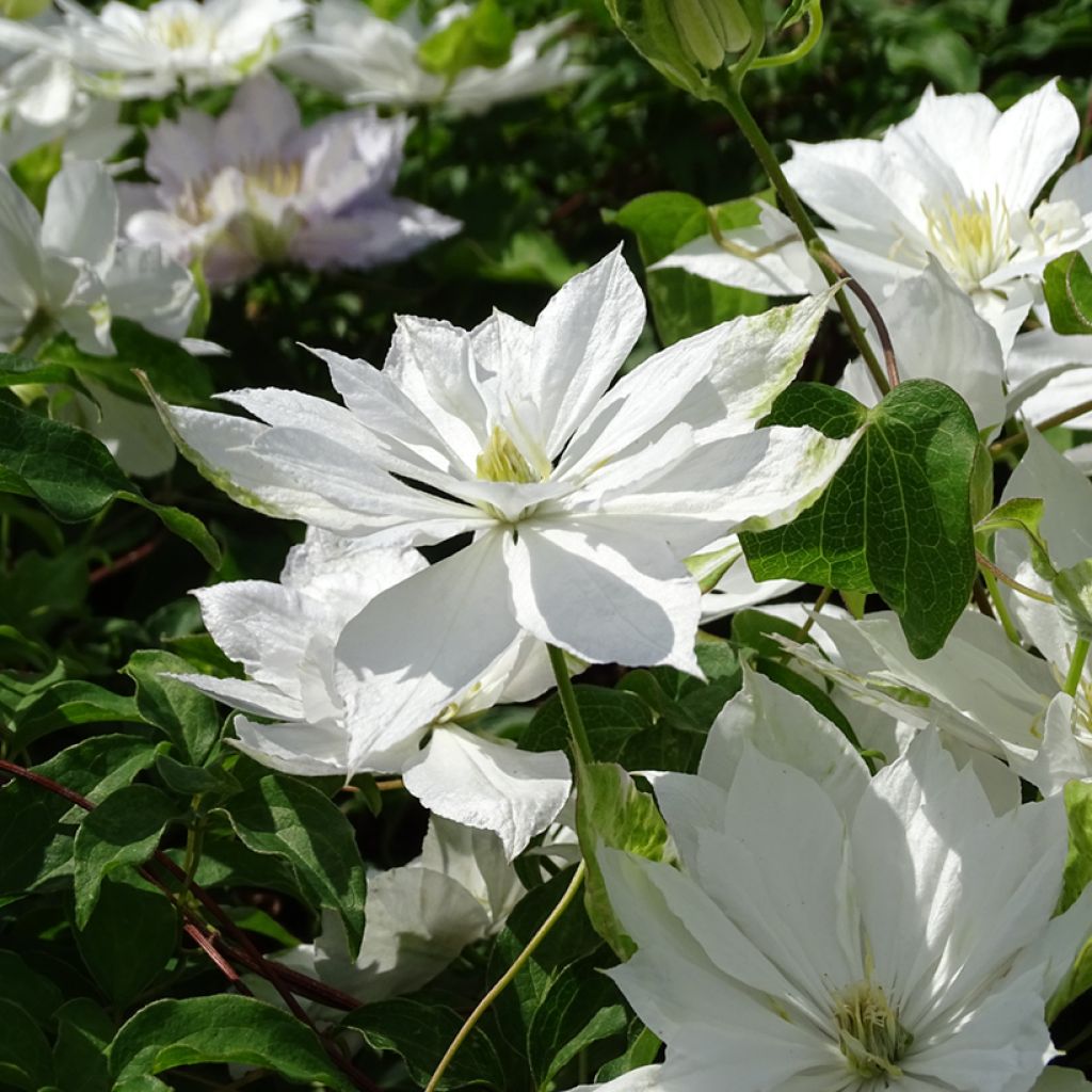 Clematis patens Dancing Dorien 