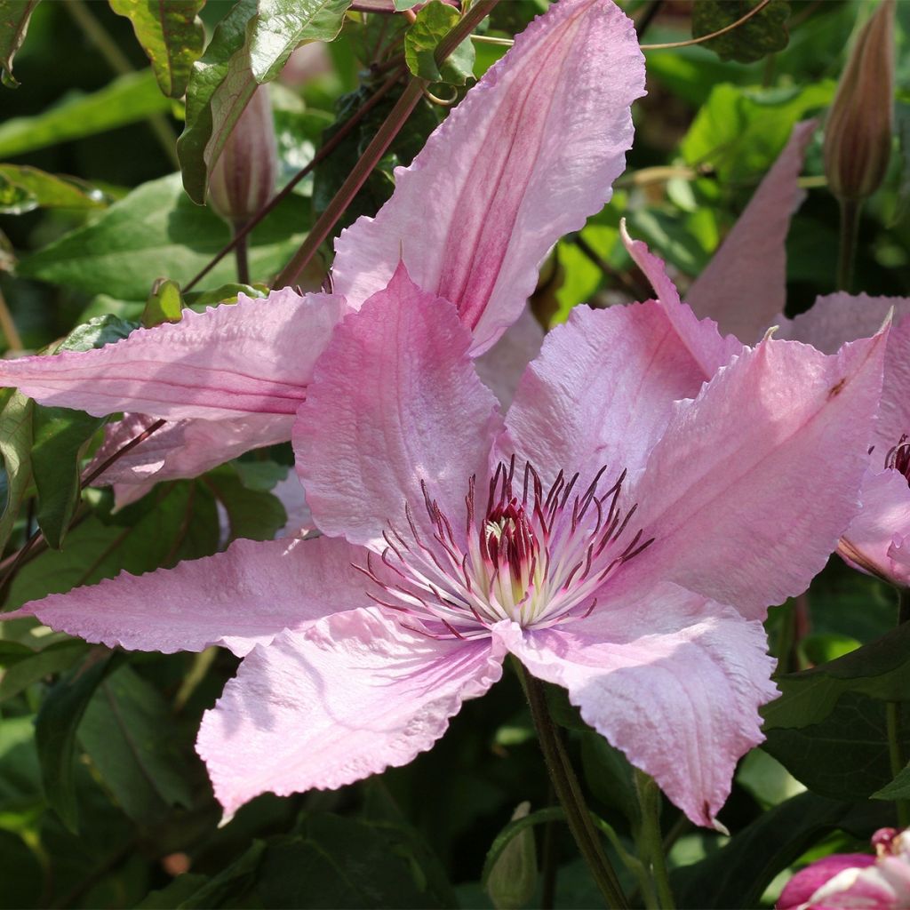 Clematis Marmori