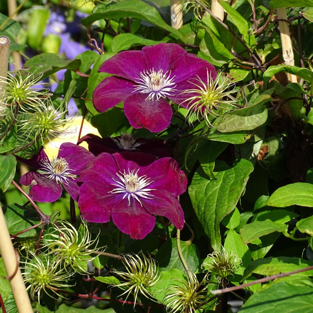 Clematis jackmanii Rouge Cardinal