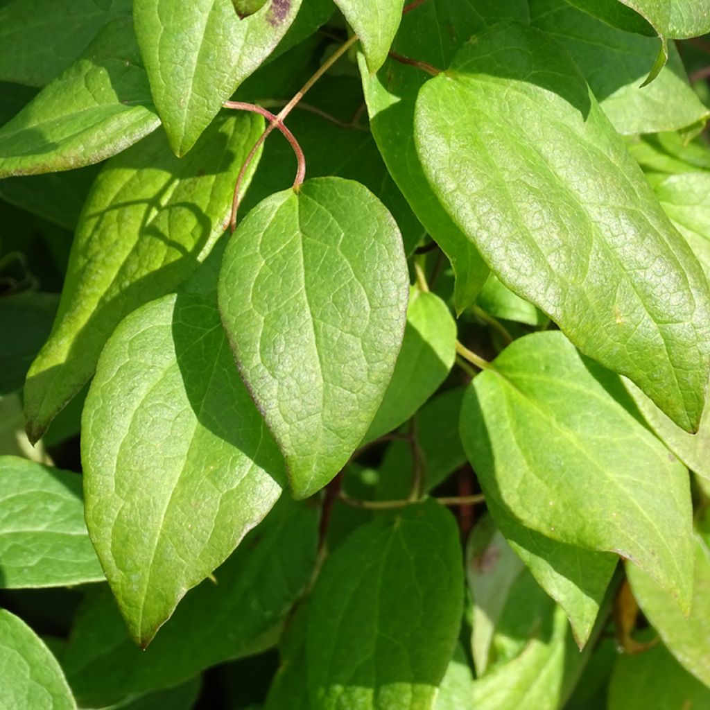 Clematis jackmanii Rouge Cardinal