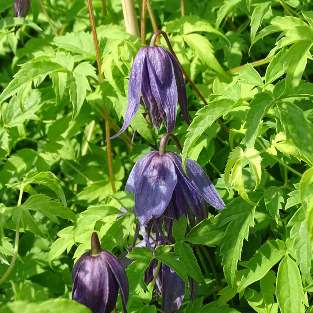 Clematis Spiky