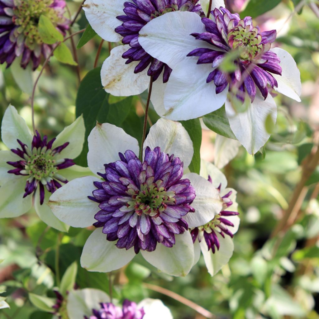 Clematis Viennetta 