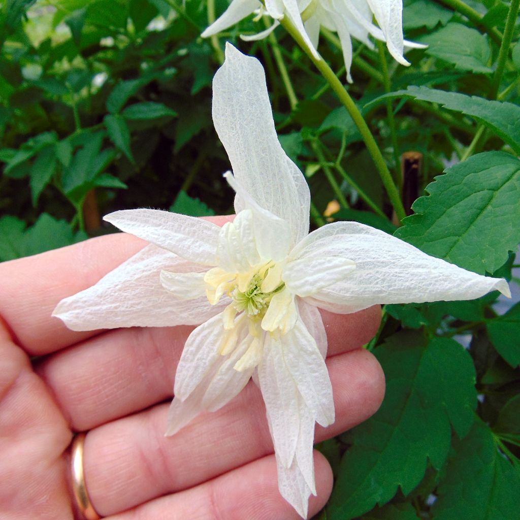 Clematis atragene alpina Plena