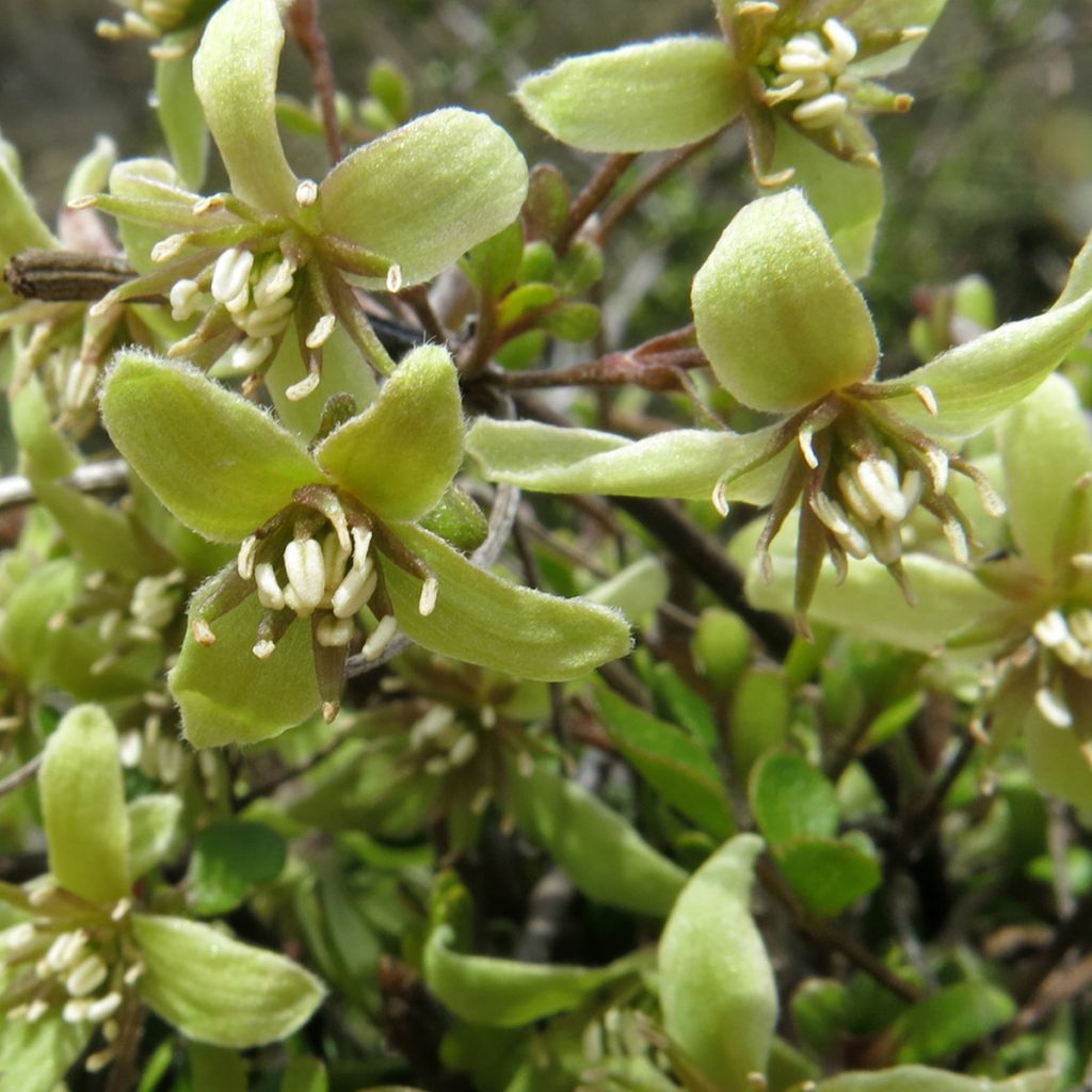 Clématite - Clematis marata