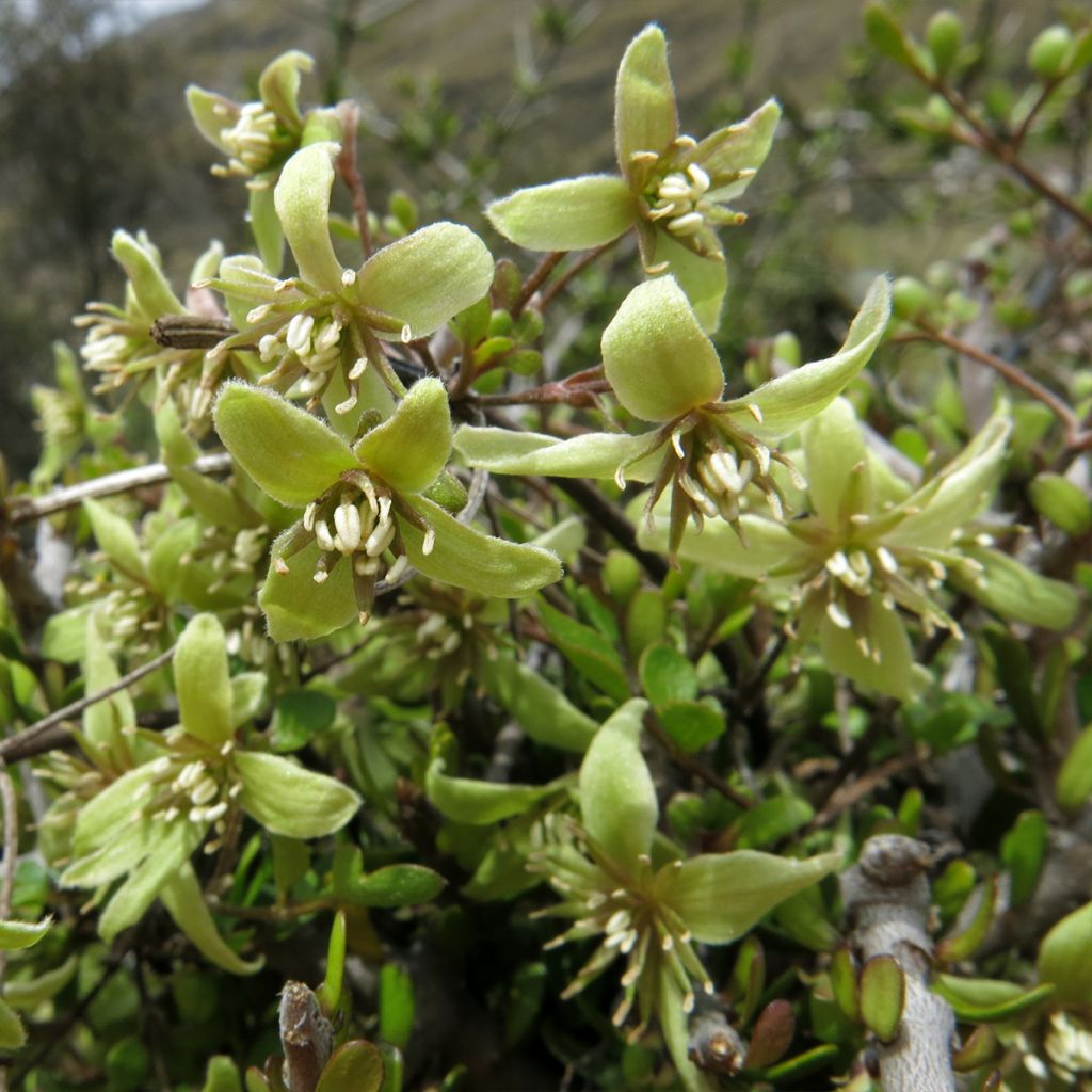 Clématite - Clematis marata