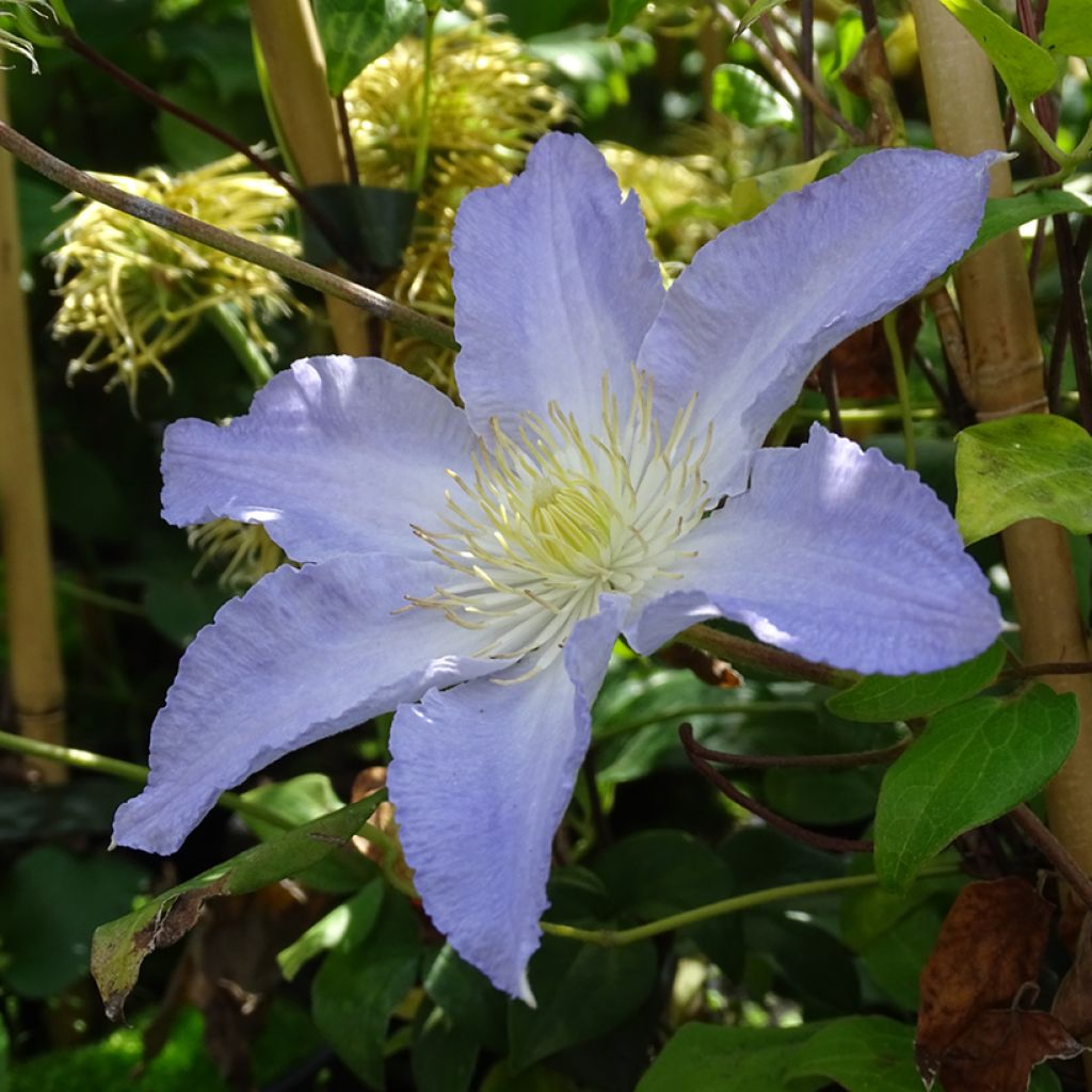 Clematis Spotlight