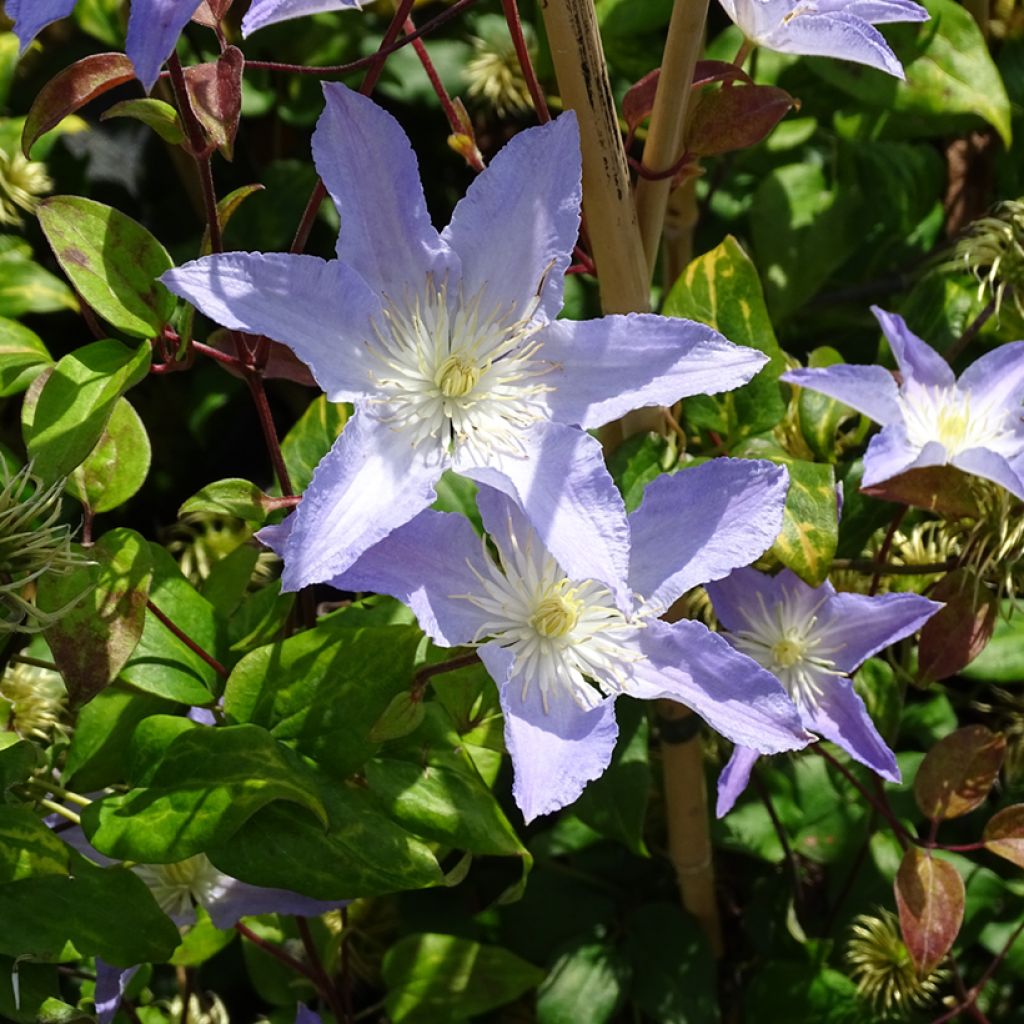 Clematis Spotlight