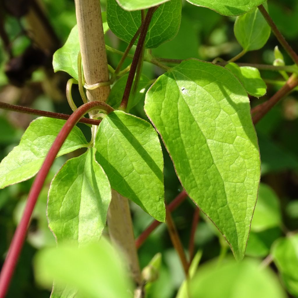 Clematis texensis Princess Kate - Scarlet Leather Flower