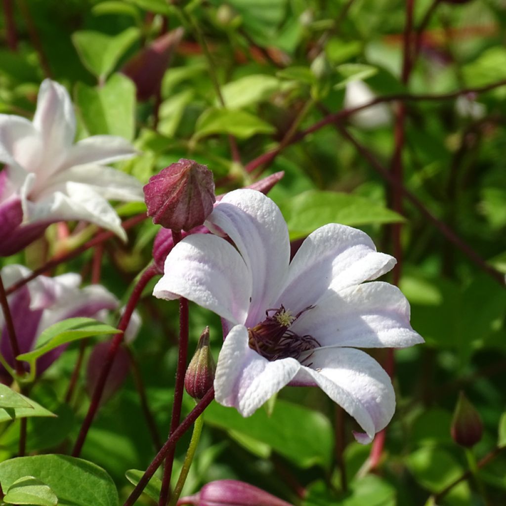 Clematis texensis Princess Kate - Scarlet Leather Flower