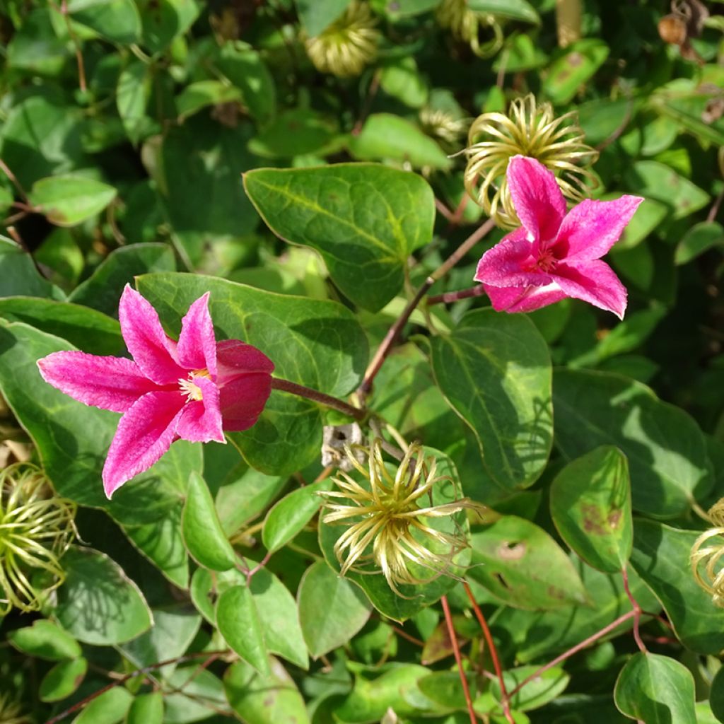 Clematis texensis Princess Diana - Scarlet Leather Flower