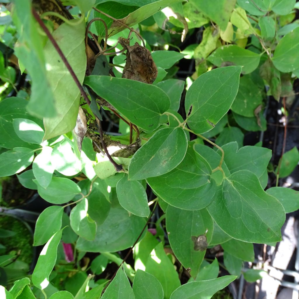 Clematis texensis Princess Diana - Scarlet Leather Flower