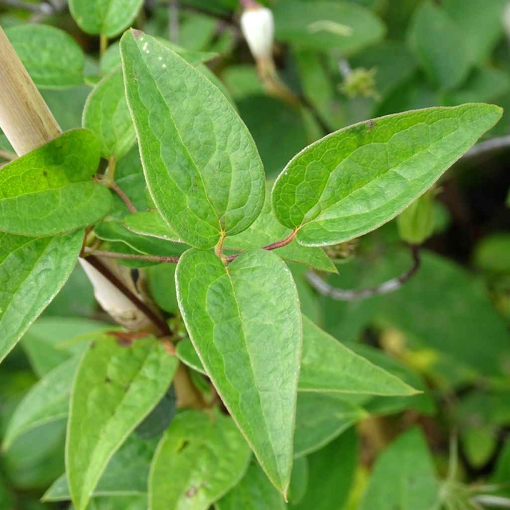 Clematis viticella Queen Mother