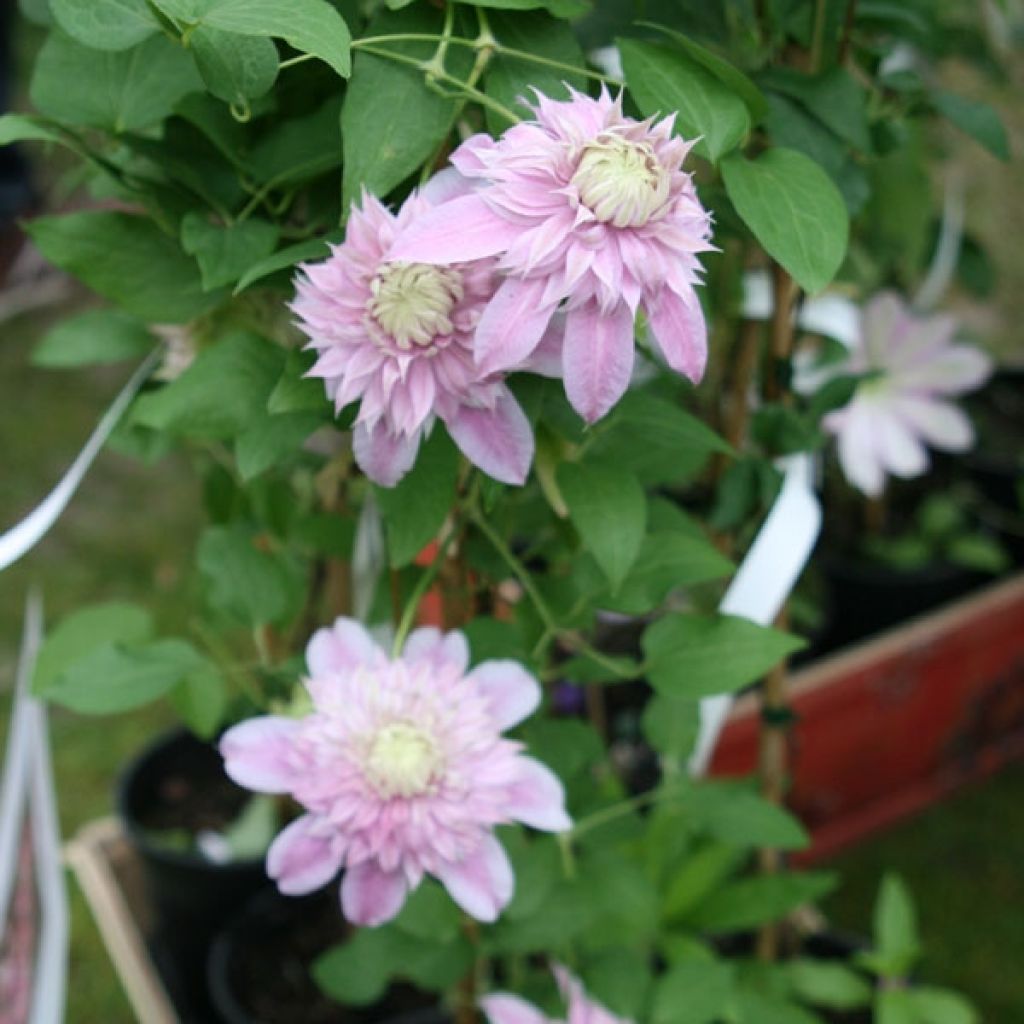 Clematis patens Joséphine - Early Large-flowered Clematis