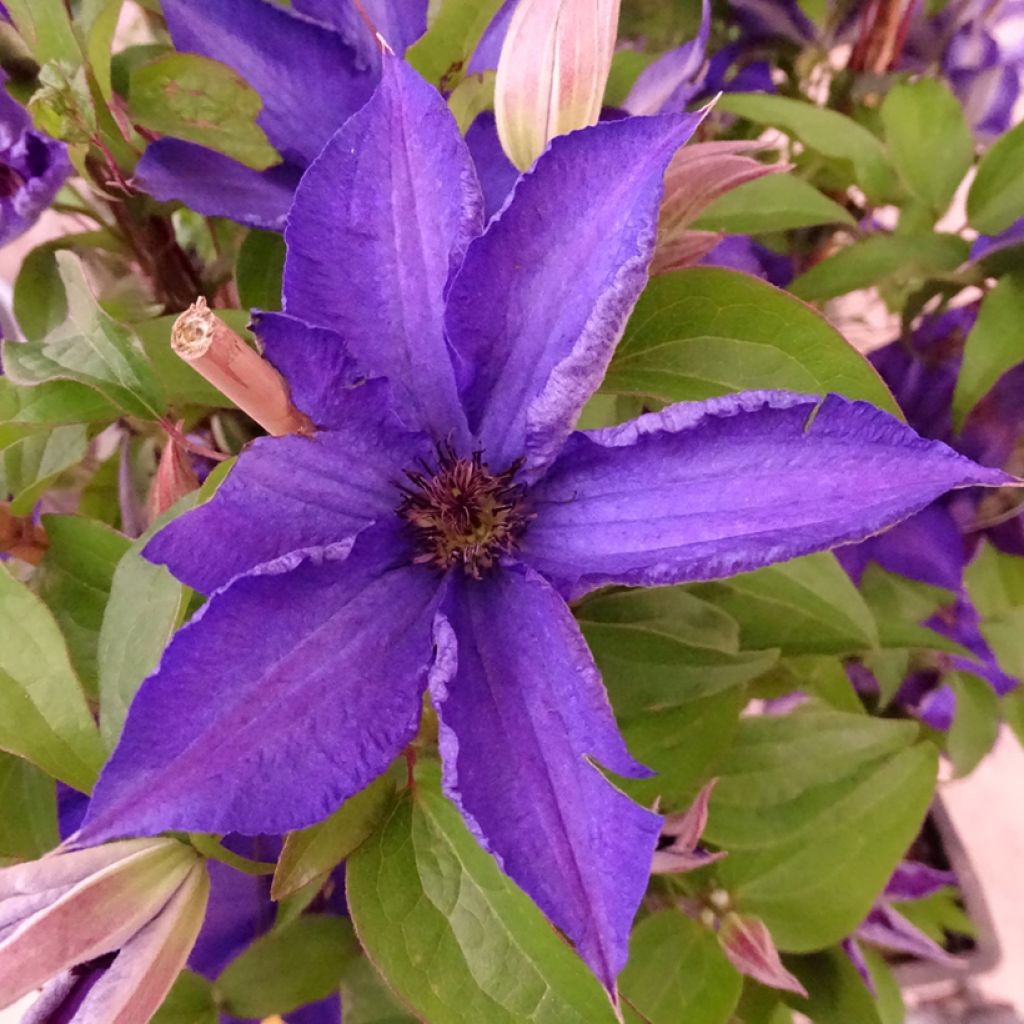 Clematis patens Viva la Vida 