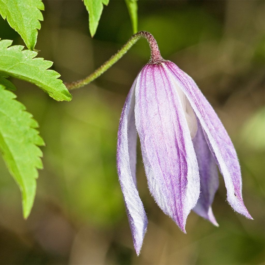 Clématite macropetala - Clematis macropetala Willy