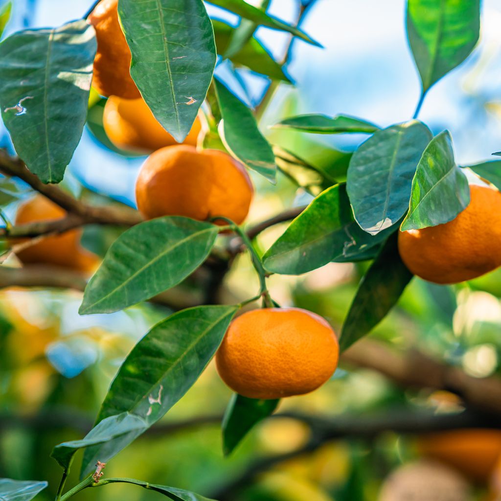 Clementine Tree - Citrus clementina