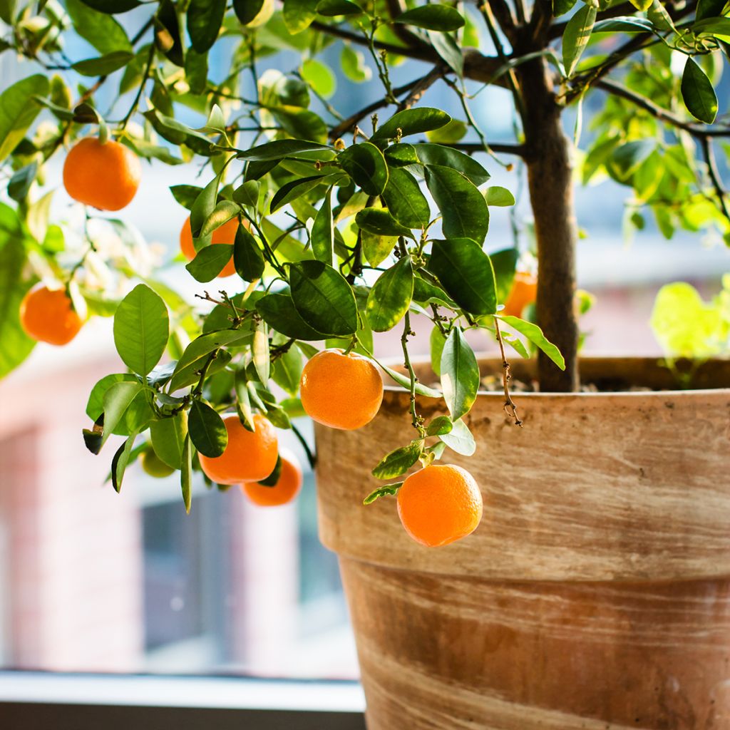 Clementine Tree - Citrus clementina