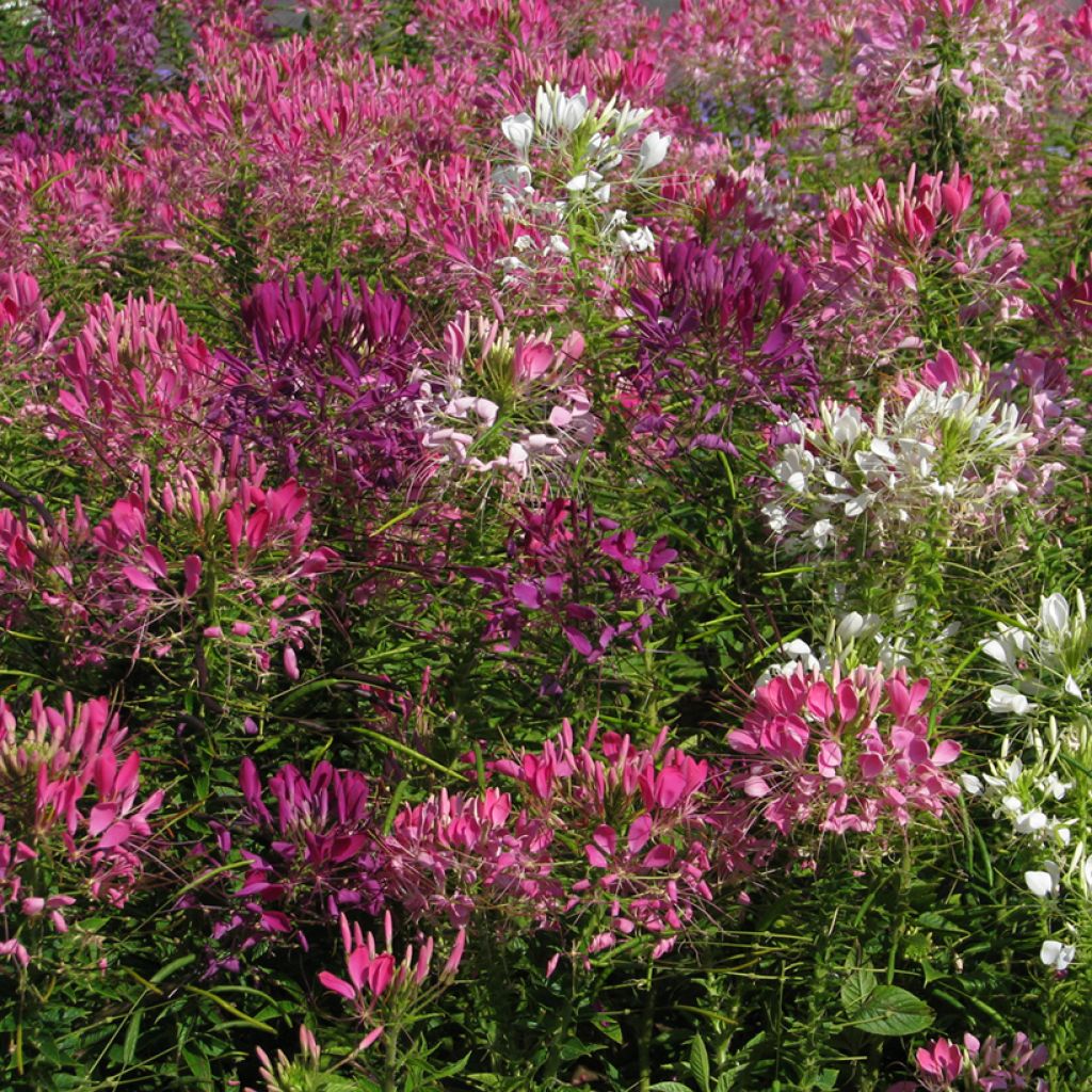 Cleome spinosa Colour Fountain Mix Seeds - Spider plant