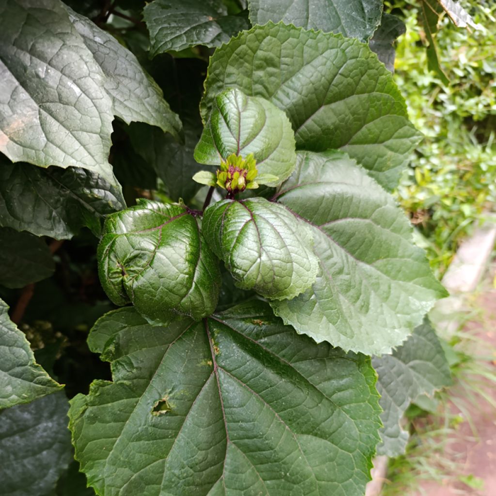 Clerodendrum bungei