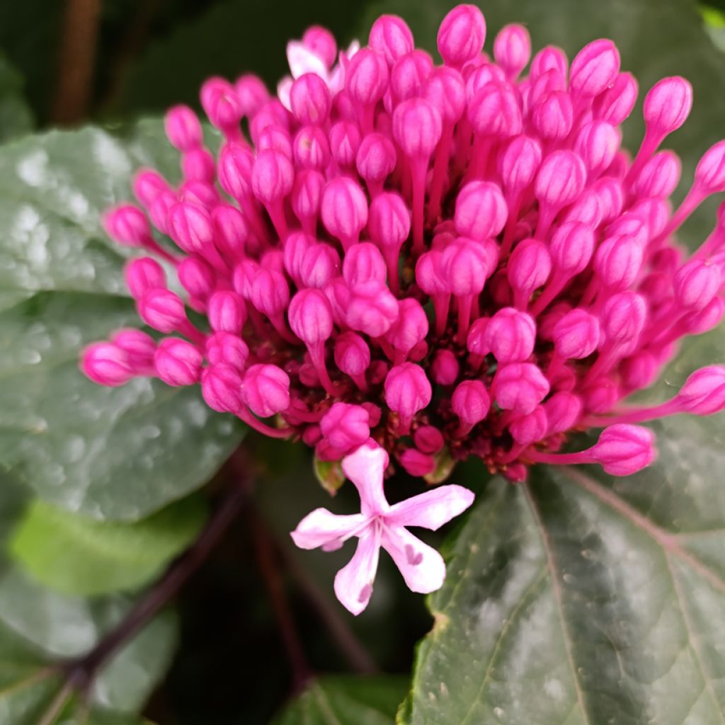 Clerodendrum bungei