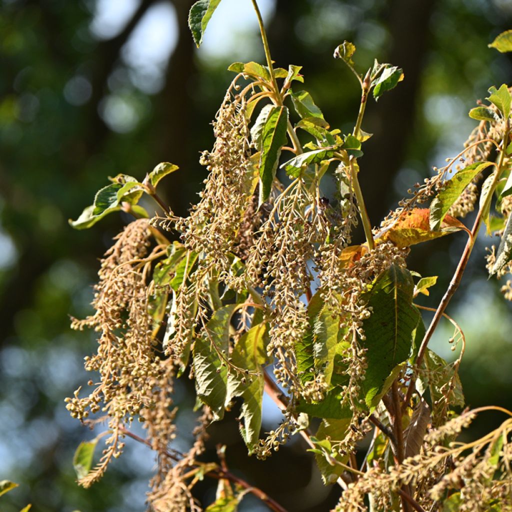 Clethra barbinervis