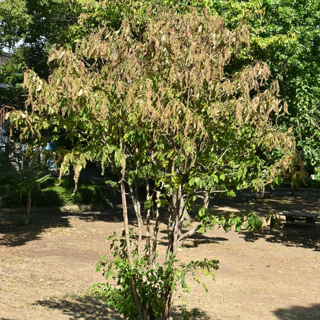 Clethra barbinervis