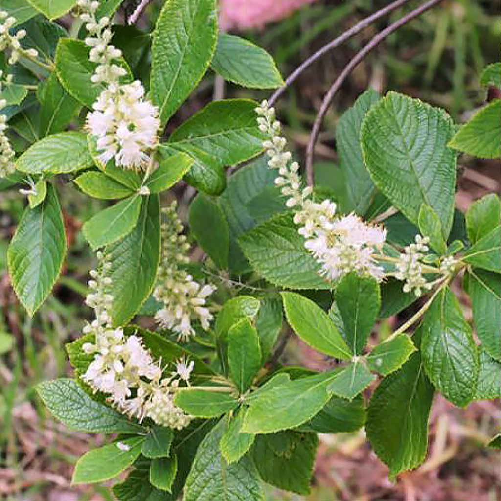 Clethra tomentosa Cottondale - Sweet pepperbush