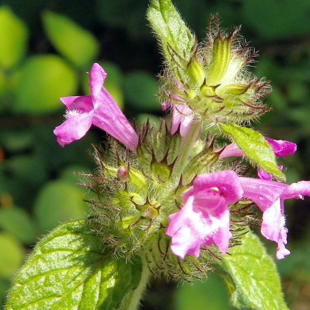 Clinopodium vulgare