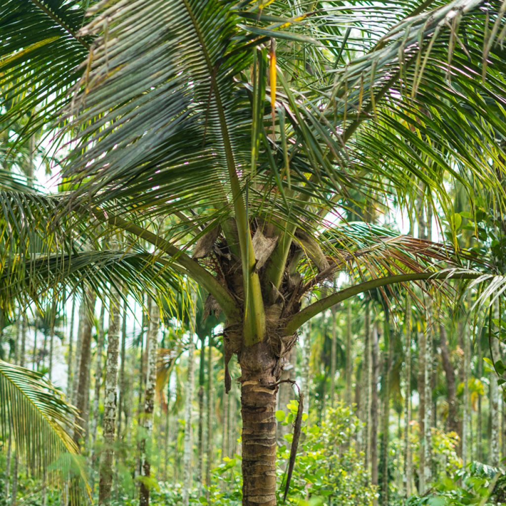 Coconut palm - Cocos nucifera
