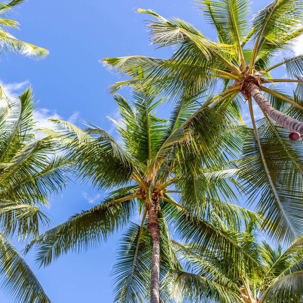 Coconut palm - Cocos nucifera