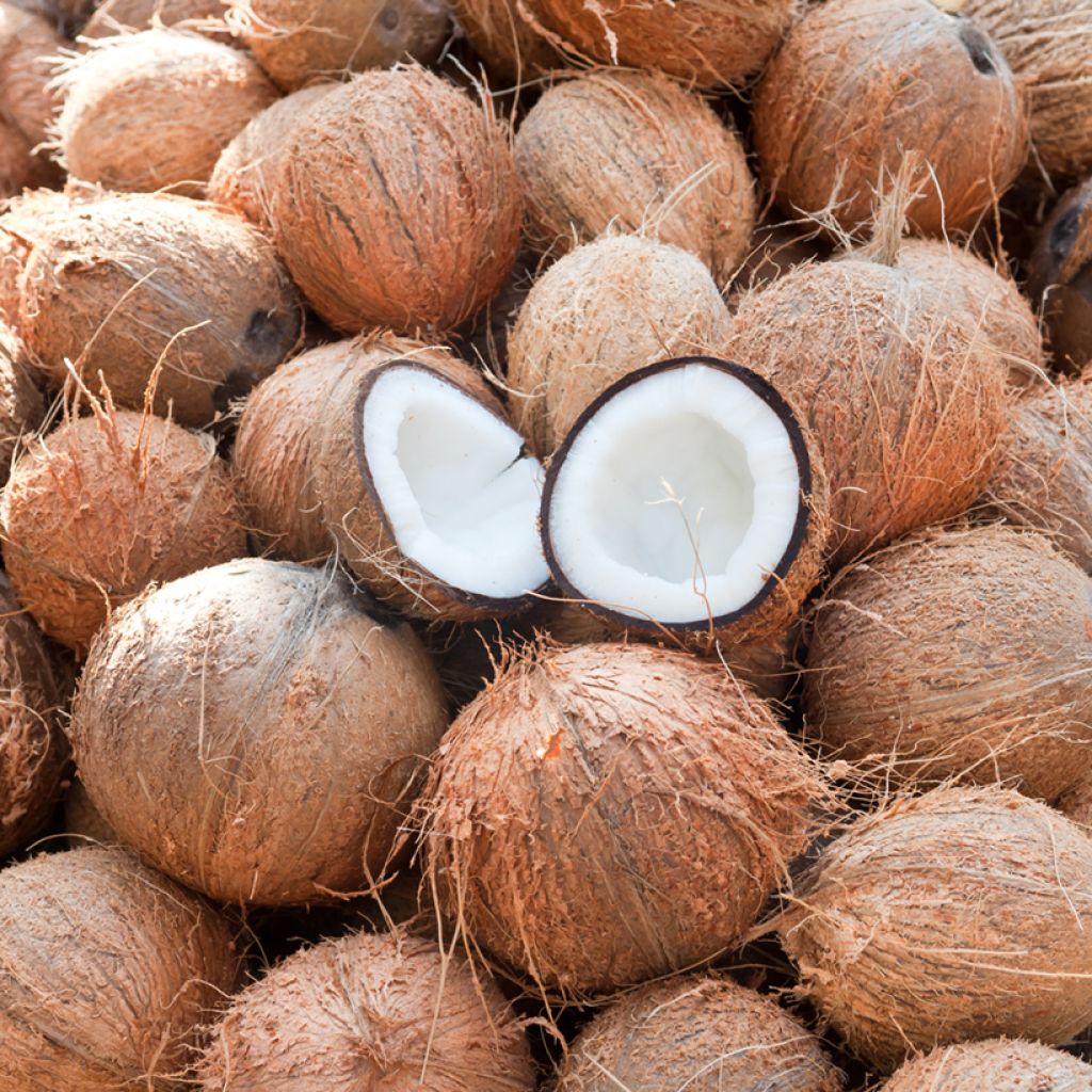 Coconut palm - Cocos nucifera