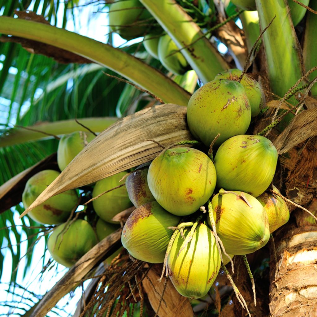 Coconut palm - Cocos nucifera