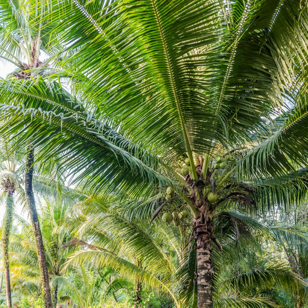 Coconut palm - Cocos nucifera