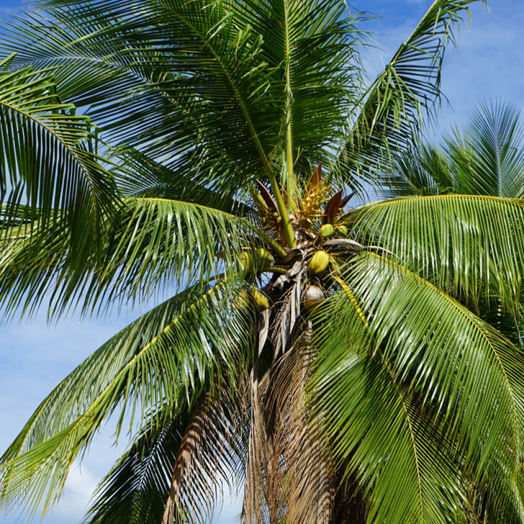 Coconut palm - Cocos nucifera