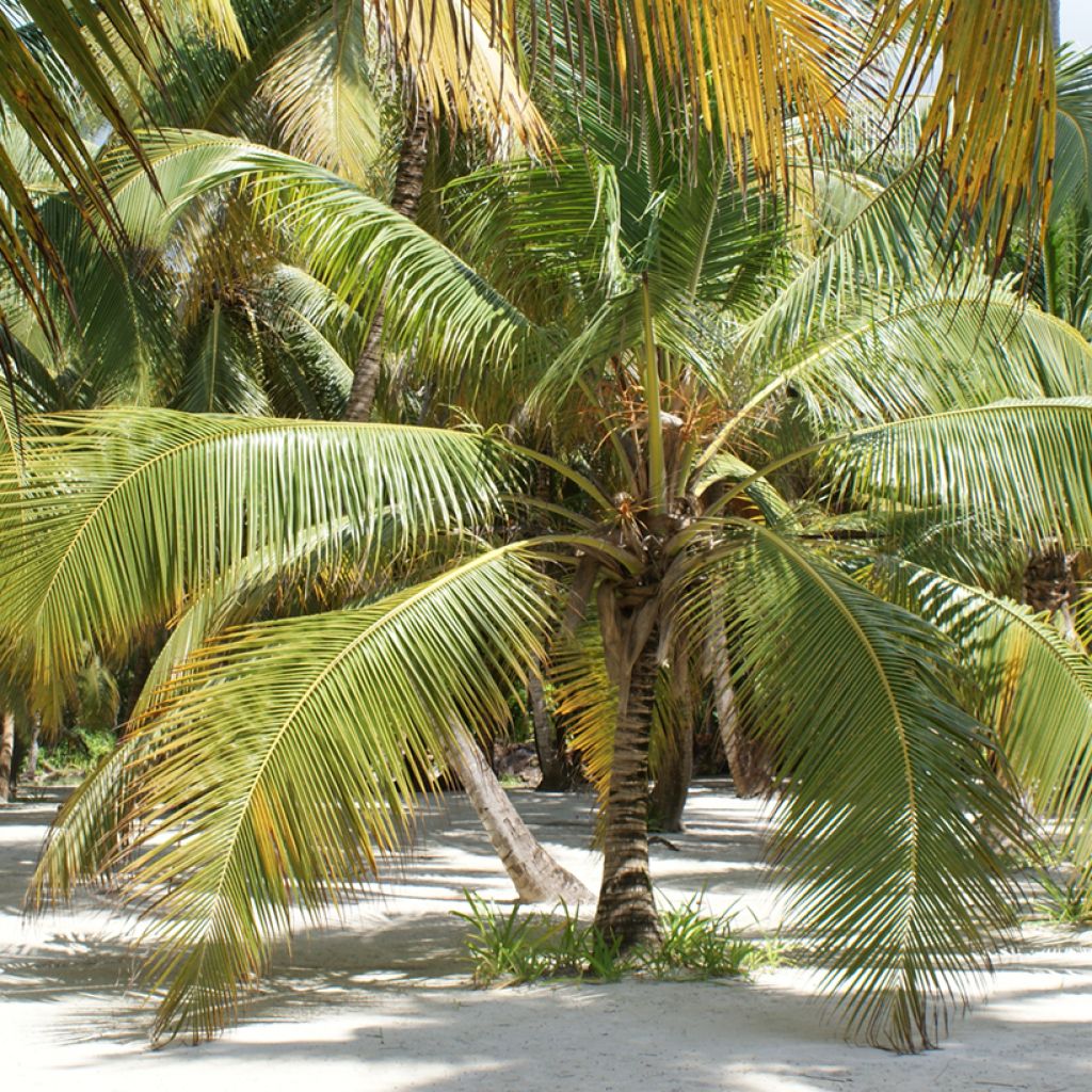 Coconut palm - Cocos nucifera