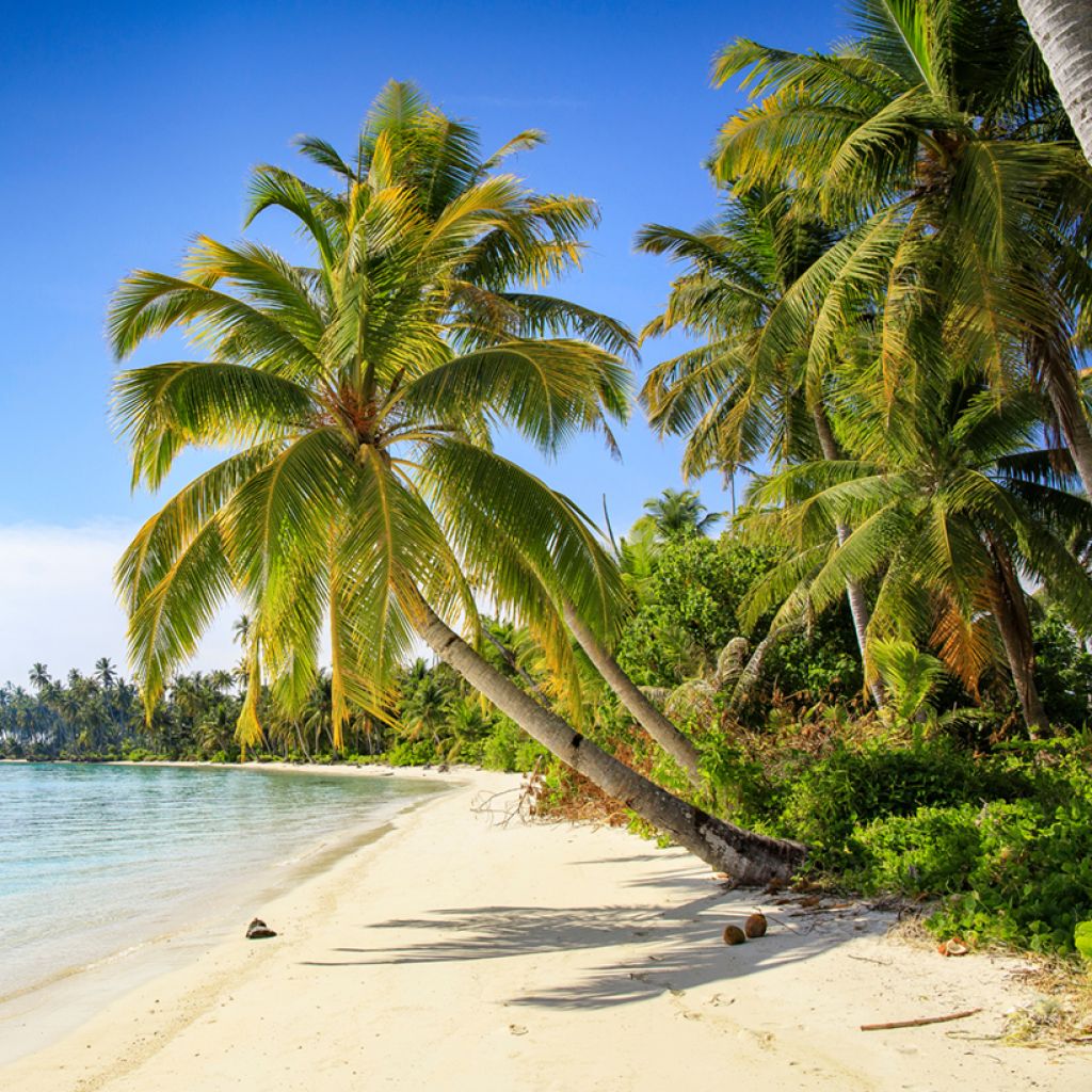 Coconut palm - Cocos nucifera