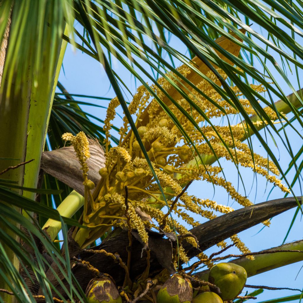 Coconut palm - Cocos nucifera