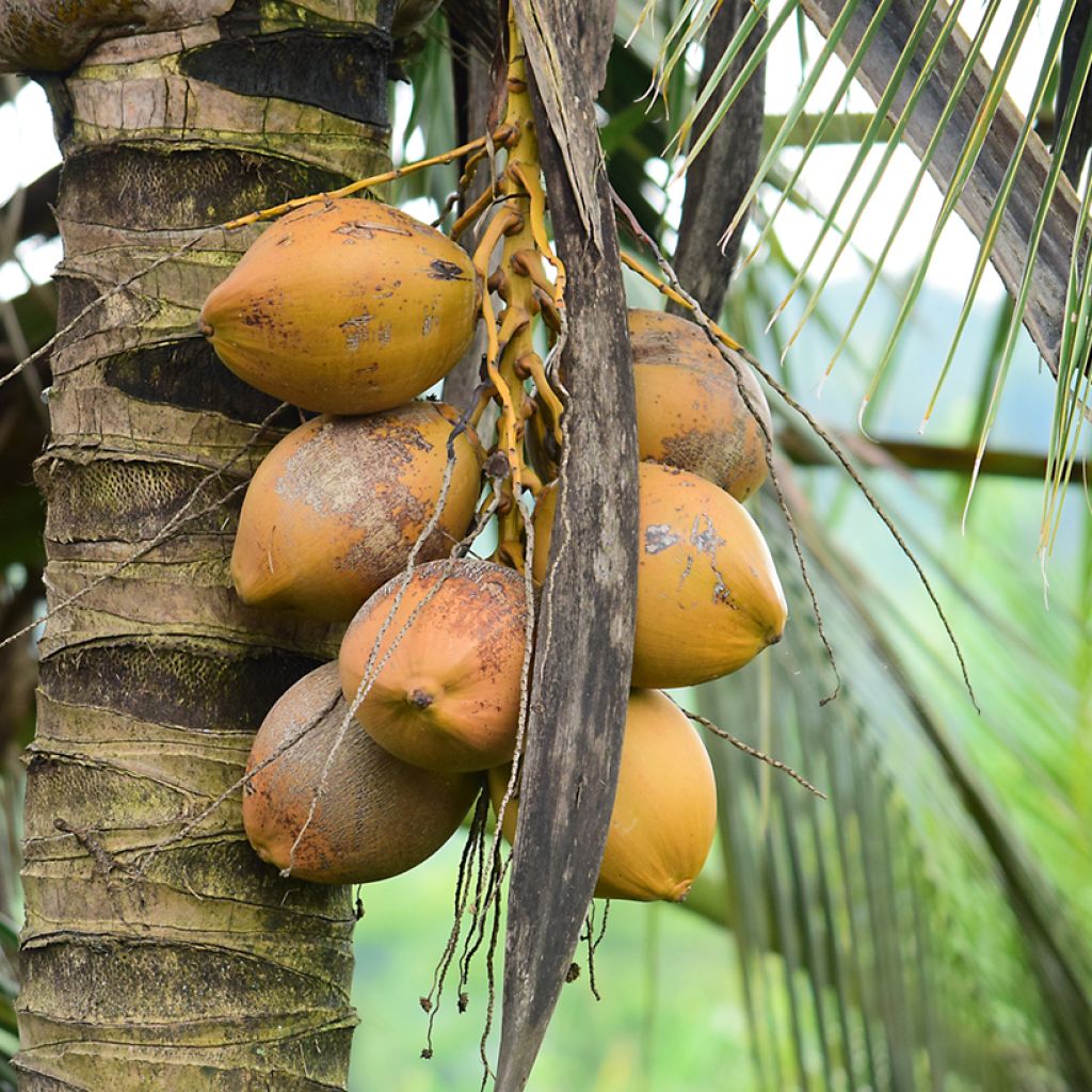 Coconut palm - Cocos nucifera