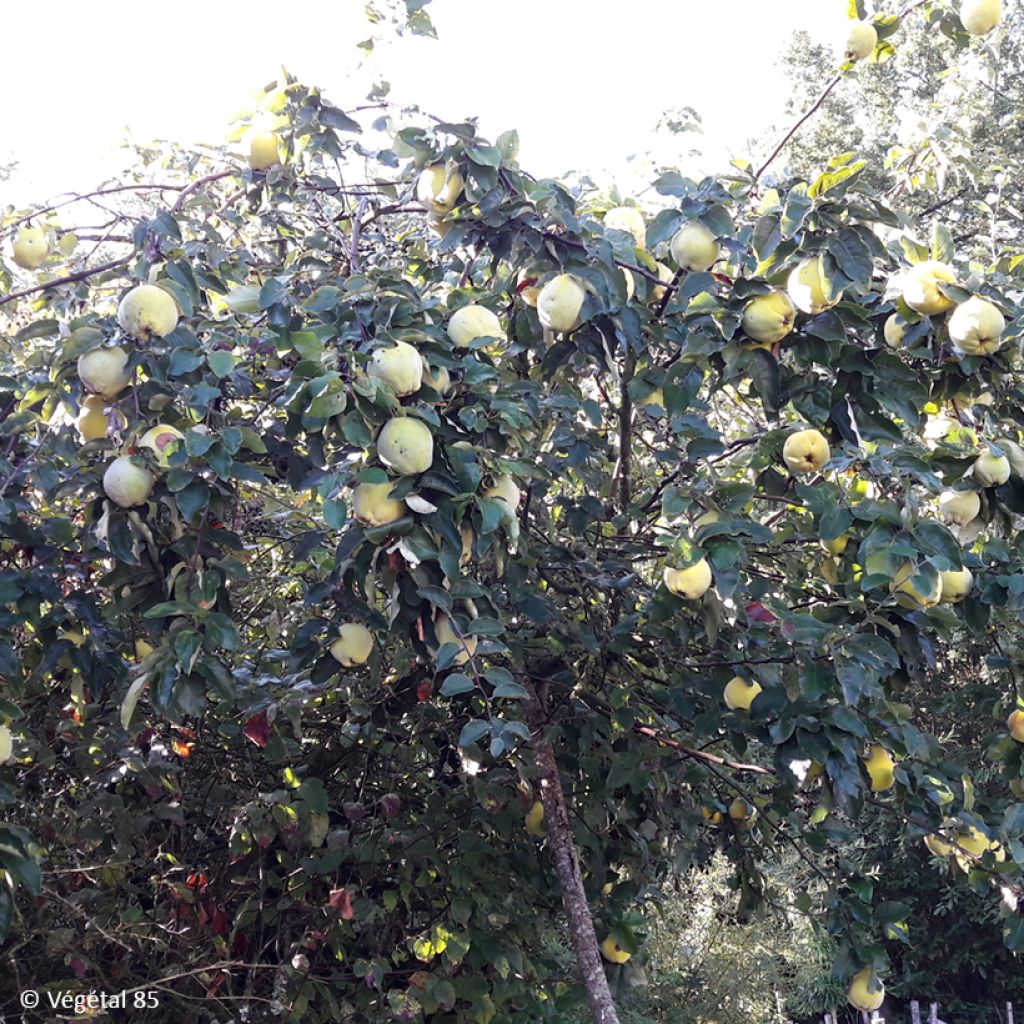 Quince Aromatnaya - Cydonia oblonga