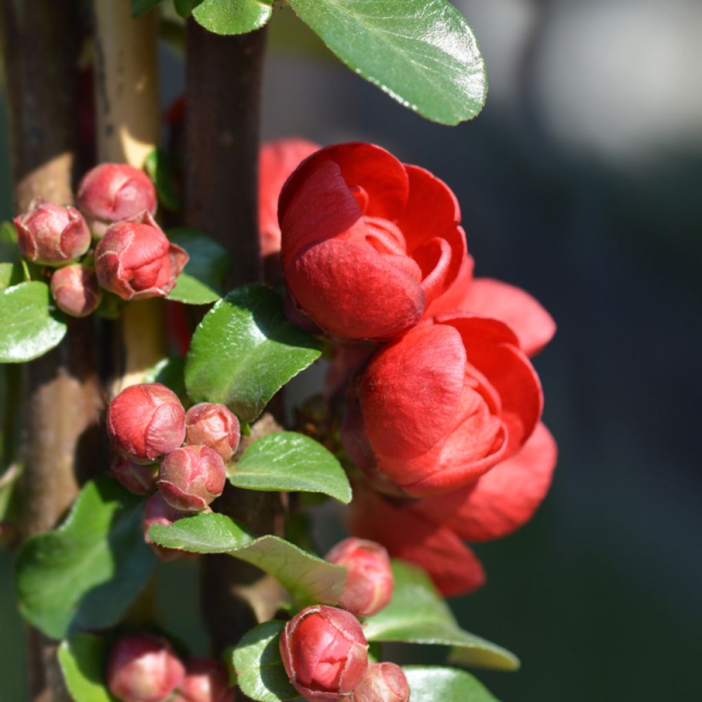 Chaenomeles speciosa Scarlet Storm - Flowering Quince