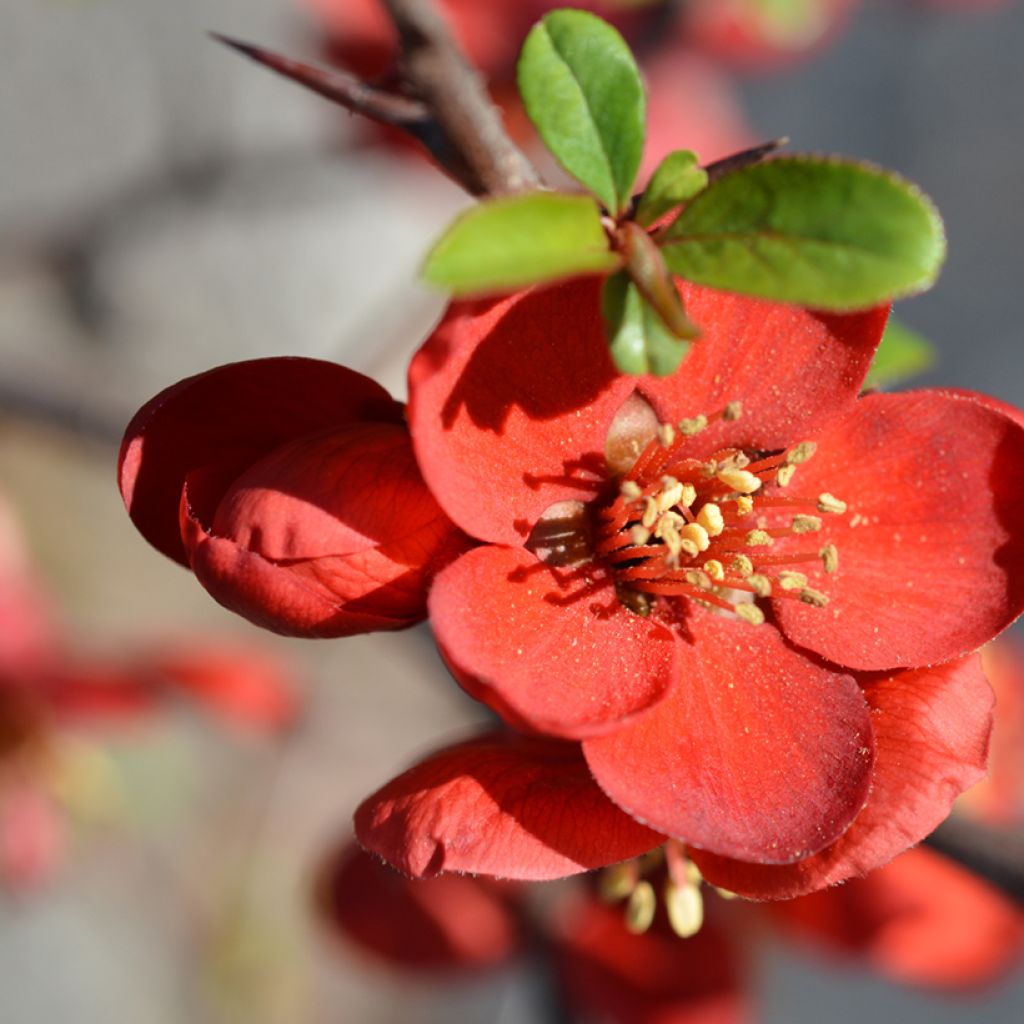 Chaenomeles superba Hollandia - Flowering Quince