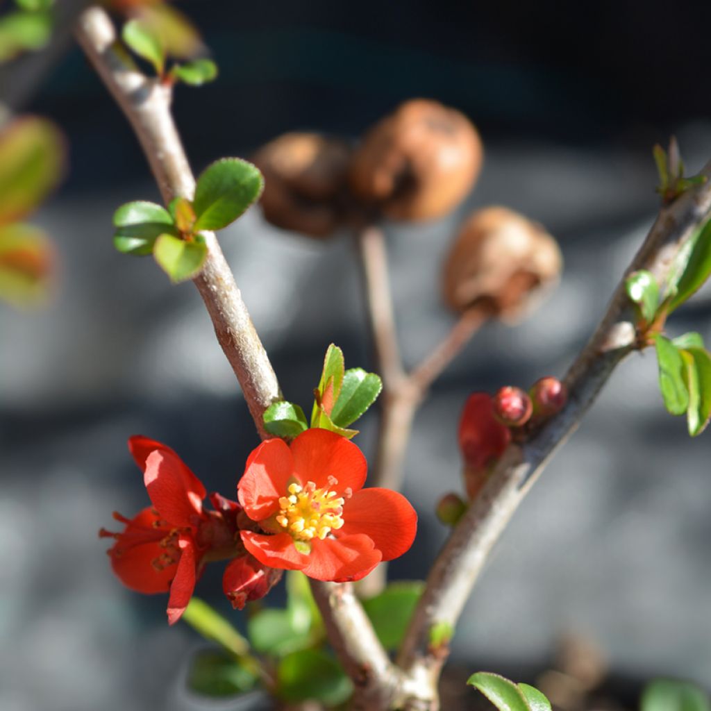 Chaenomeles superba Hollandia - Flowering Quince