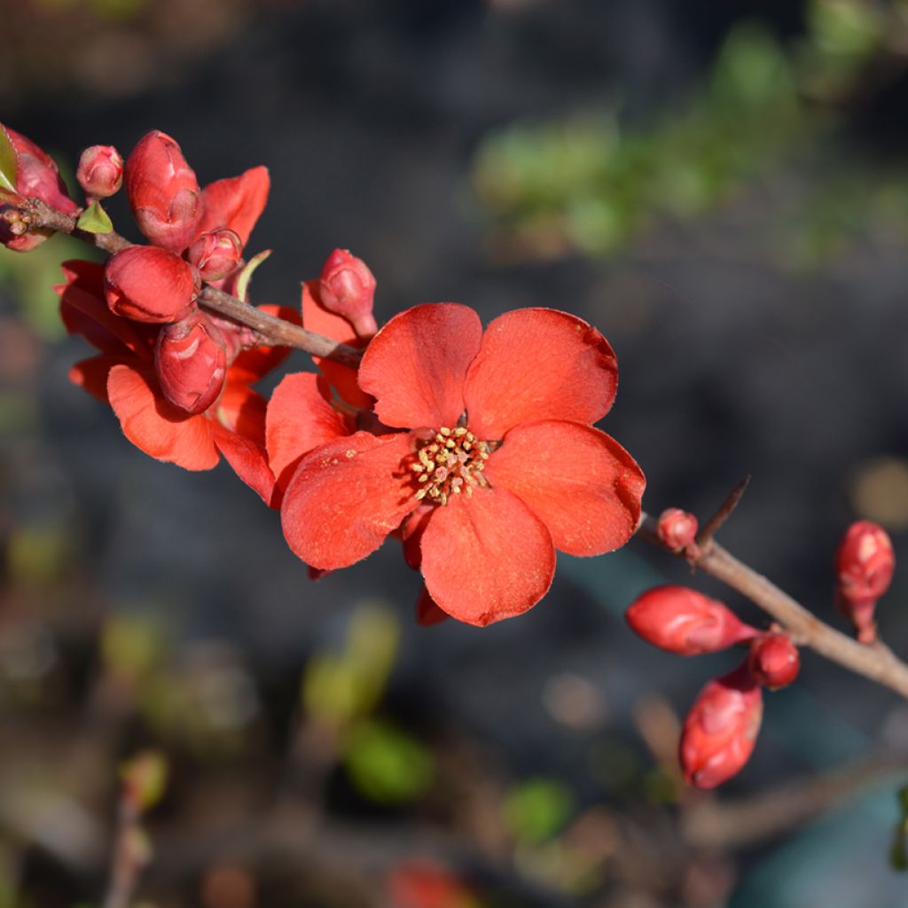 Chaenomeles superba Hollandia - Flowering Quince