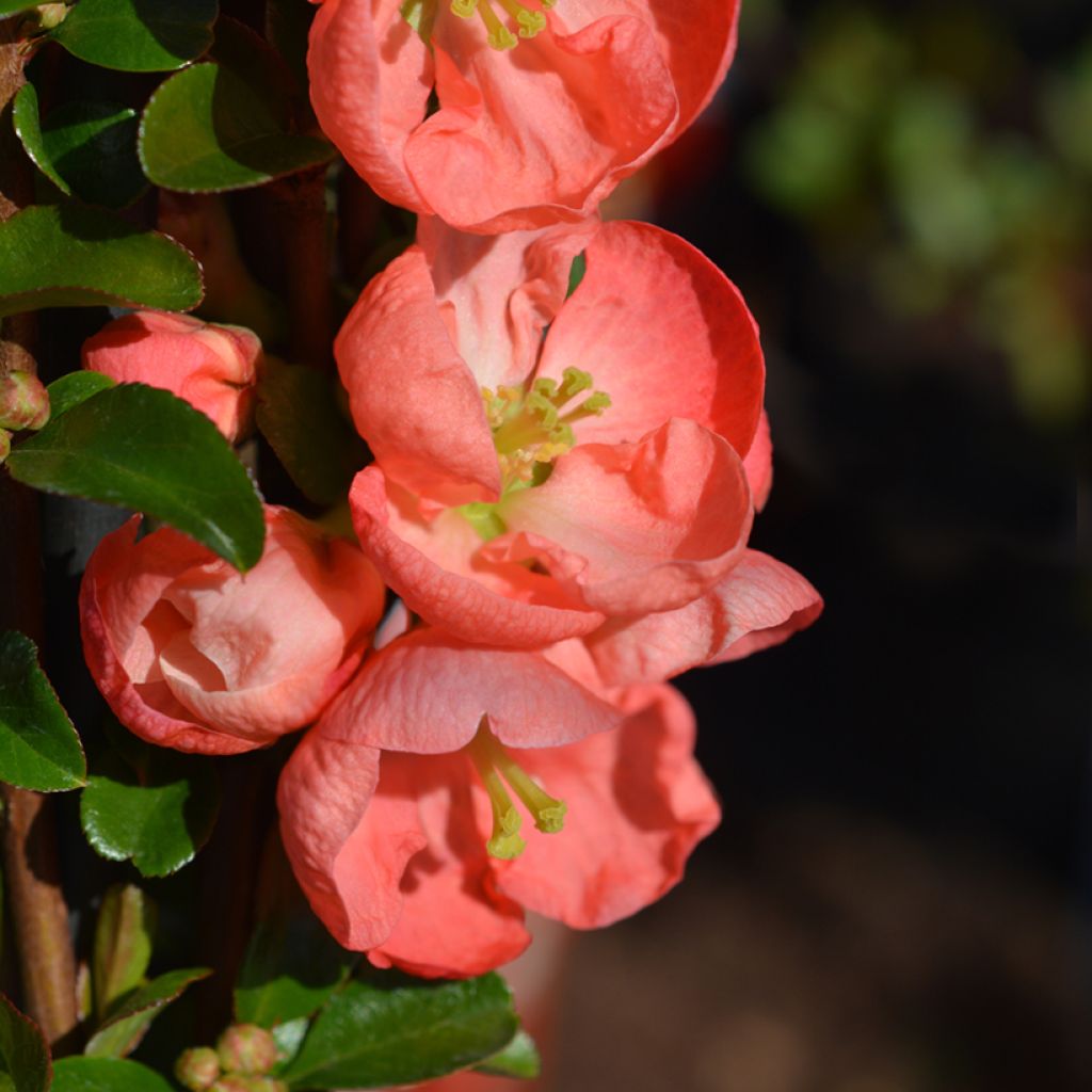 Chaenomeles superba Salmon Horizon - Flowering Quince