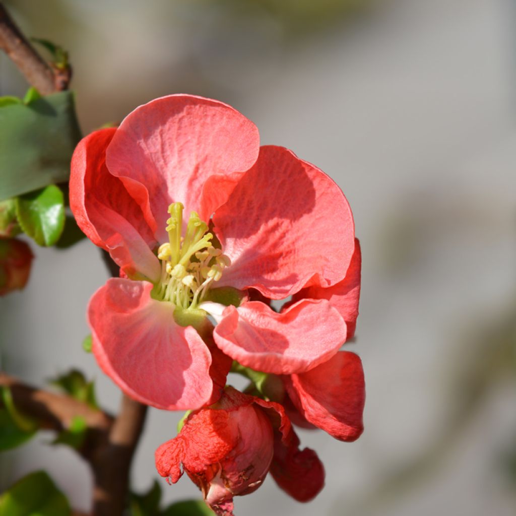 Chaenomeles superba Texas Scarlet - Flowering Quince