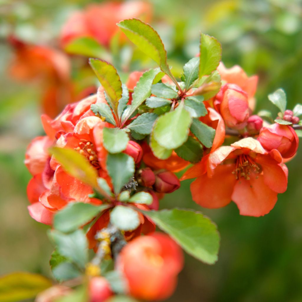 Chaenomeles superba Texas Scarlet - Flowering Quince