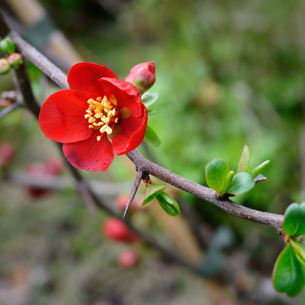 Chaenomeles superba Crimson and Gold - Flowering Quince