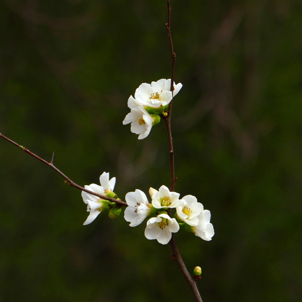 Chaenomeles superba Jet Trail - Flowering Quince