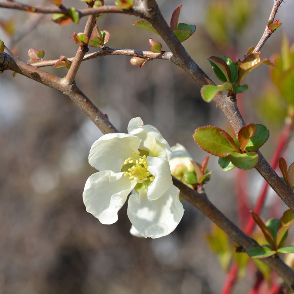 Chaenomeles superba Jet Trail - Flowering Quince