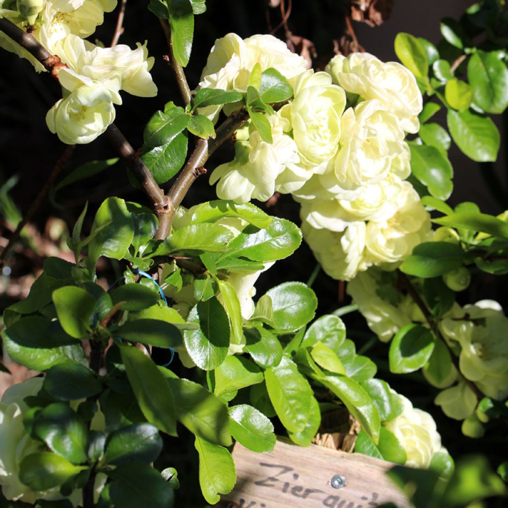 Chaenomeles speciosa Kinshiden - Flowering Quince